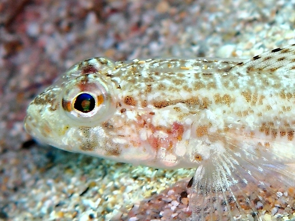 Giovanili di Gobius geniporus
